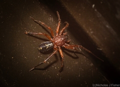 Leichhardteus albofasciatus