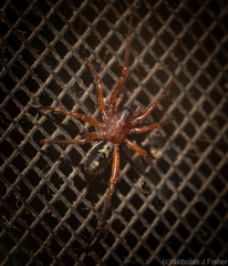 Leichhardteus albofasciatus