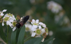 Callomelitta littleri