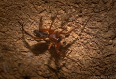 Leichhardteus albofasciatus