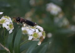 Callomelitta littleri