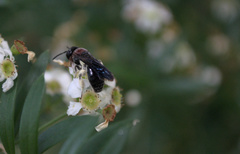 Callomelitta littleri