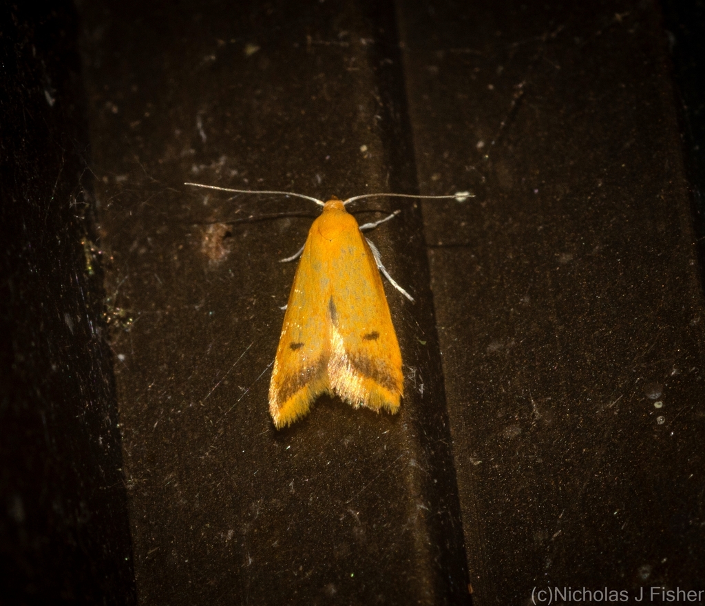 Tachystola oxytora