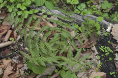 Athyrium rubripes