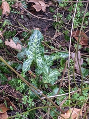 Arum italicum italicum