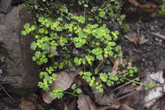 Chrysosplenium flagelliferum