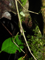 Phanocloidea muricata