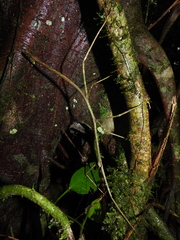 Phanocloidea muricata