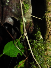 Phanocloidea muricata