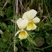 Mountain Pansy - Photo (c) Meneerke bloem, some rights reserved (CC BY-SA)