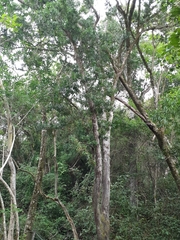 Podocarpus latifolius