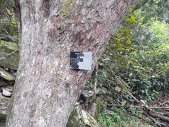 Podocarpus latifolius