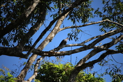 Ducula cuprea