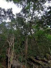 Podocarpus latifolius