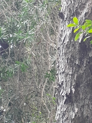 Afrocarpus falcatus