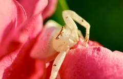 Thomisus okinawensis