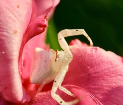 Thomisus okinawensis