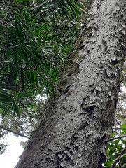 Afrocarpus falcatus