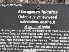 Afrocarpus falcatus