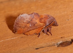 Phyllodesma occidentis