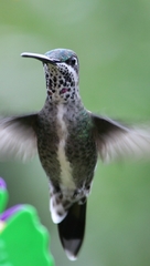 Heliomaster squamosus
