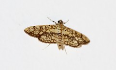 Haritalodes