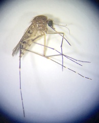 Aedes imprimens