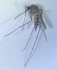 Aedes imprimens