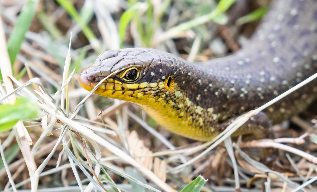Speckle-Lipped Mabuya