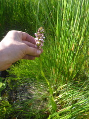 Satyrium rhynchanthum