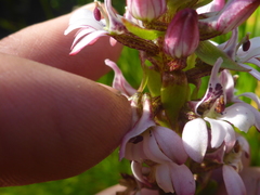 Satyrium rhynchanthum