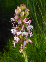 Satyrium rhynchanthum