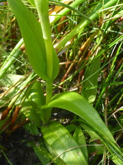 Satyrium rhynchanthum