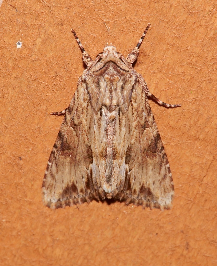 Morrisonia mucens