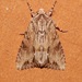 Gray Woodgrain Moth - Photo (c) Laura Gaudette, some rights reserved (CC BY), uploaded by Laura Gaudette
