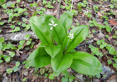 Clintonia udensis