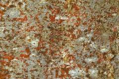 Trentepohlia umbrina