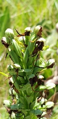 Habenaria epipactidea