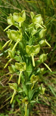 Habenaria epipactidea
