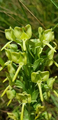 Habenaria epipactidea