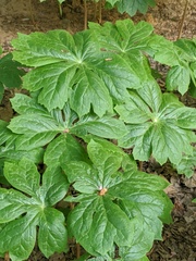 Podophyllum peltatum