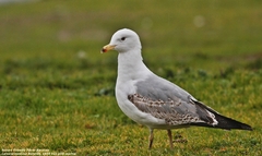 Larus armenicus