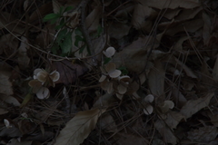 Dioscorea japonica