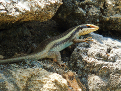 Trachylepis striata