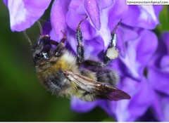 Bombus consobrinus
