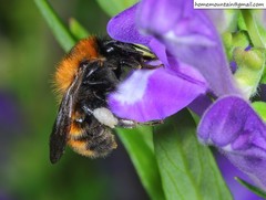 Bombus hedini