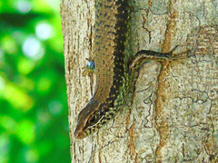 Trachylepis maculilabris