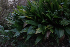 Aspidistra elatior