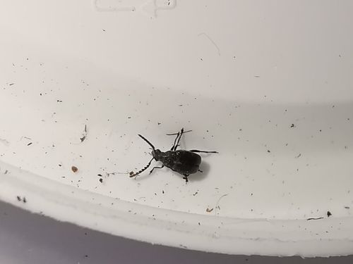 Representative image of Bruchidius foveolatus