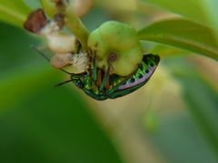 Chrysocoris purpureus